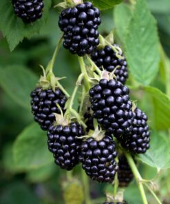 Zwarte braam (Rubus Fruticosus 'Black Satin') - ↨45Cm - Ø13 - Afbeelding 5