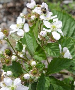 Zwarte braam (Rubus Fruticosus 'Black Satin') - ↨45Cm - Ø13 - Afbeelding 6