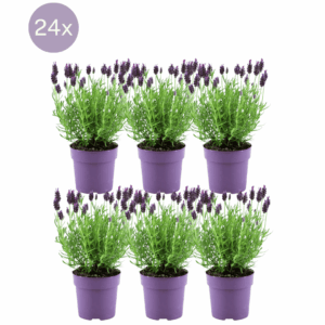 24 X Lavandel (Stoechas Anouk) - Ø12 Cm - ↕25 Cm