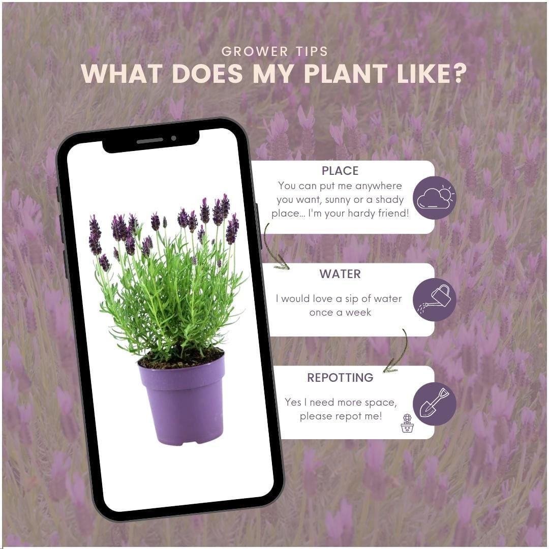 24 X Lavandel (Stoechas Anouk) - Ø12 Cm - ↕25 Cm - Afbeelding 5