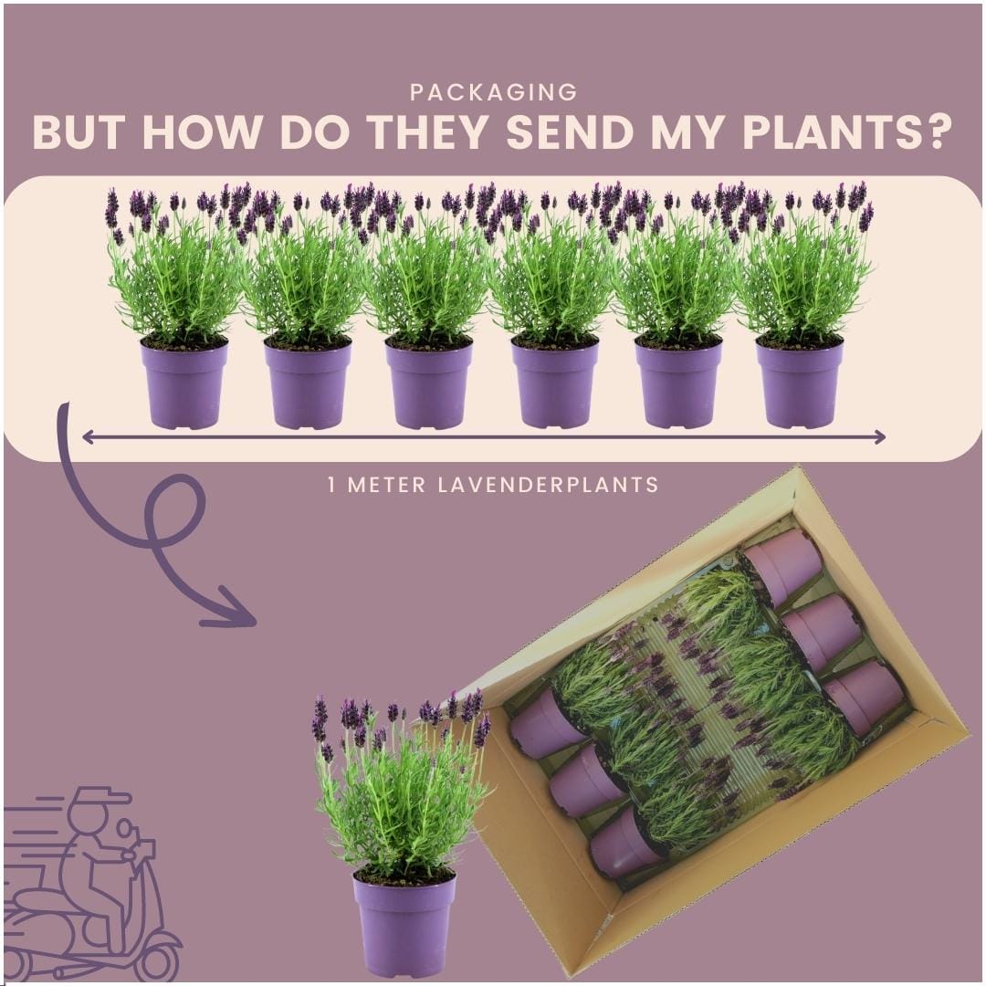 24 X Lavandel (Stoechas Anouk) - Ø12 Cm - ↕25 Cm - Afbeelding 6