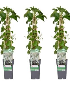 3X - Hydrangea Petiolaris - ↨65Cm - Ø15