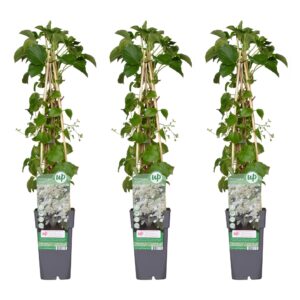 3X - Hydrangea Petiolaris - ↨65Cm - Ø15