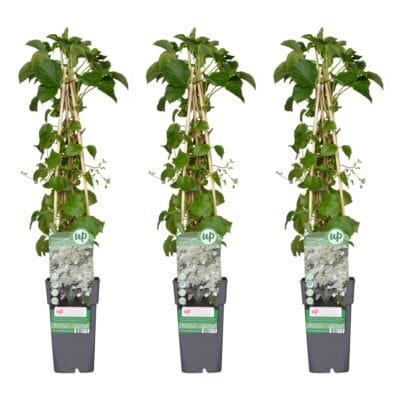 3X - Hydrangea Petiolaris - ↨65Cm - Ø15