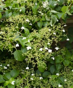 3X - Hydrangea Petiolaris - ↨65Cm - Ø15 - Afbeelding 3