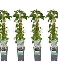 4X - Hydrangea Petiolaris - ↨65Cm - Ø15