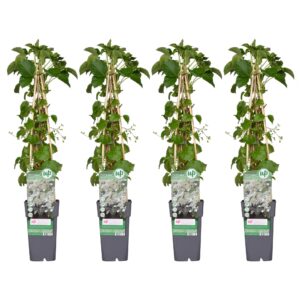4X - Hydrangea Petiolaris - ↨65Cm - Ø15