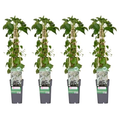 4X - Hydrangea Petiolaris - ↨65Cm - Ø15