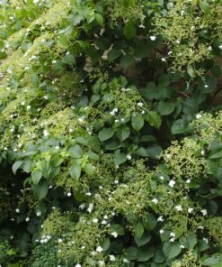 4X - Hydrangea Petiolaris - ↨65Cm - Ø15 - Afbeelding 2