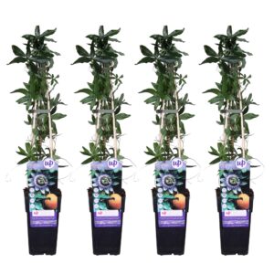 4X - Passiflora Caerulea - ↨65Cm - Ø15