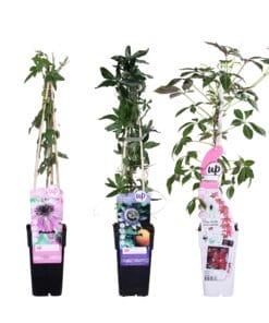 3X - Passiflora Mix - ↨65Cm - Ø15