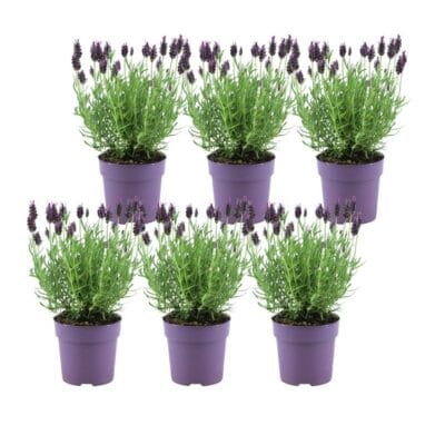 Lavandel (Stoechas Anouk) - 12 Cm Pot - Set Van 6 Kuiflavendel
