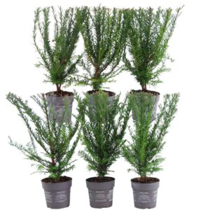 1 Meter Venijnboom Haag - Taxus Baccata - Set Van 6 Winterharde Haagplanten