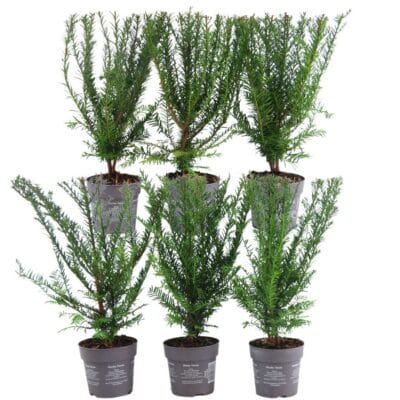 1 Meter Venijnboom Haag - Taxus Baccata - Set Van 6 Winterharde Haagplanten