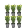 1 Meter Buxus Sempervirens Haag - ↕ 20 Cm - Ø12 Cm - 6 stuks