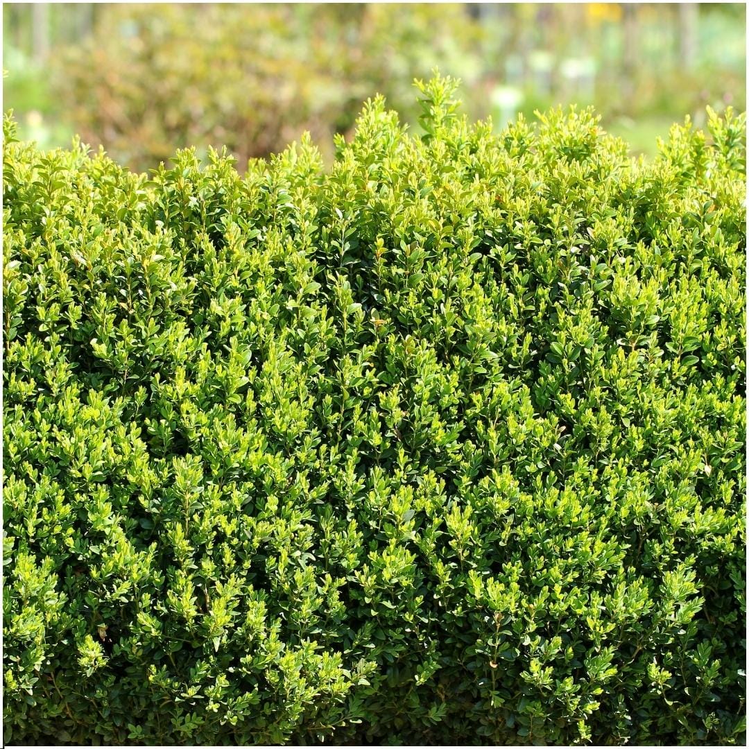 1 Meter Buxus Sempervirens Haag - ↕ 20 Cm - Ø12 Cm - 6 stuks - Afbeelding 2