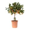 Citrus Calamondin - Ø22Cm - ↕80Cm