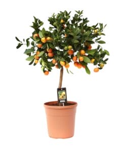 Citrus Calamondin - Ø22Cm - ↕80Cm