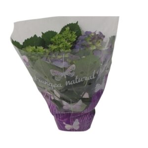 Hortensia blauw (Hydrangea macrophylla) – grote blauwe bloemschermen – ±14 cm