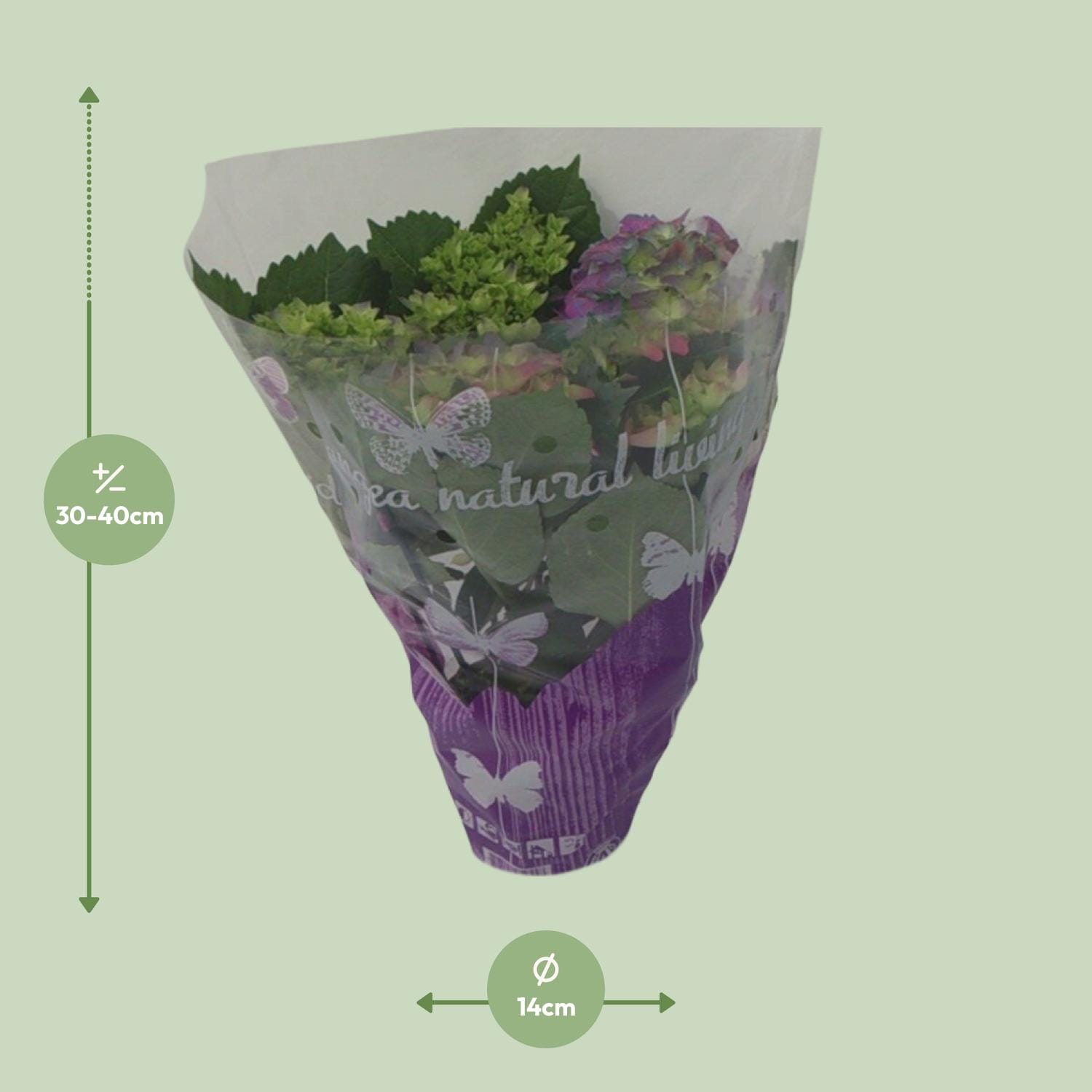 Hydrangea Roze - Ø14Cm - ↕35Cm - Afbeelding 2