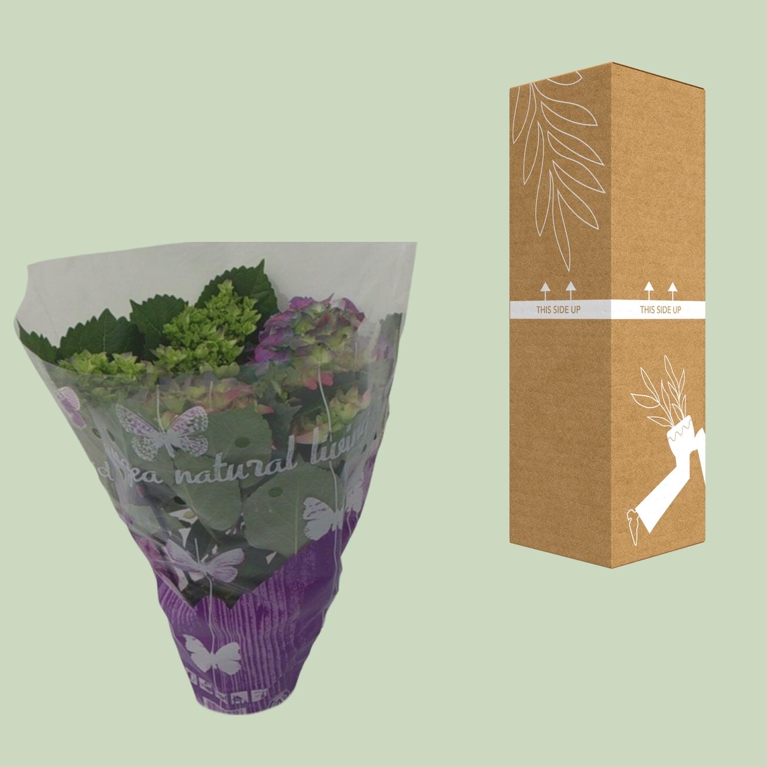 Hydrangea Roze - Ø14Cm - ↕35Cm - Afbeelding 3