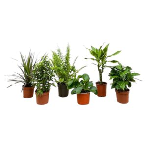 Verrassingsbox kamerplanten – 6 verrassende vers – 6 stuks, pot 12 cm, 20-40 cm