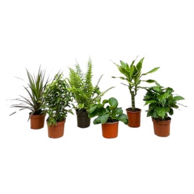 Verrassingsbox kamerplanten – 6 verrassende vers – 6 stuks, pot 12 cm, 20-40 cm