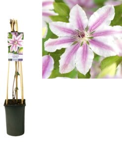 Clematis 'Nelly Moser' - Ø17Cm - ↕75Cm