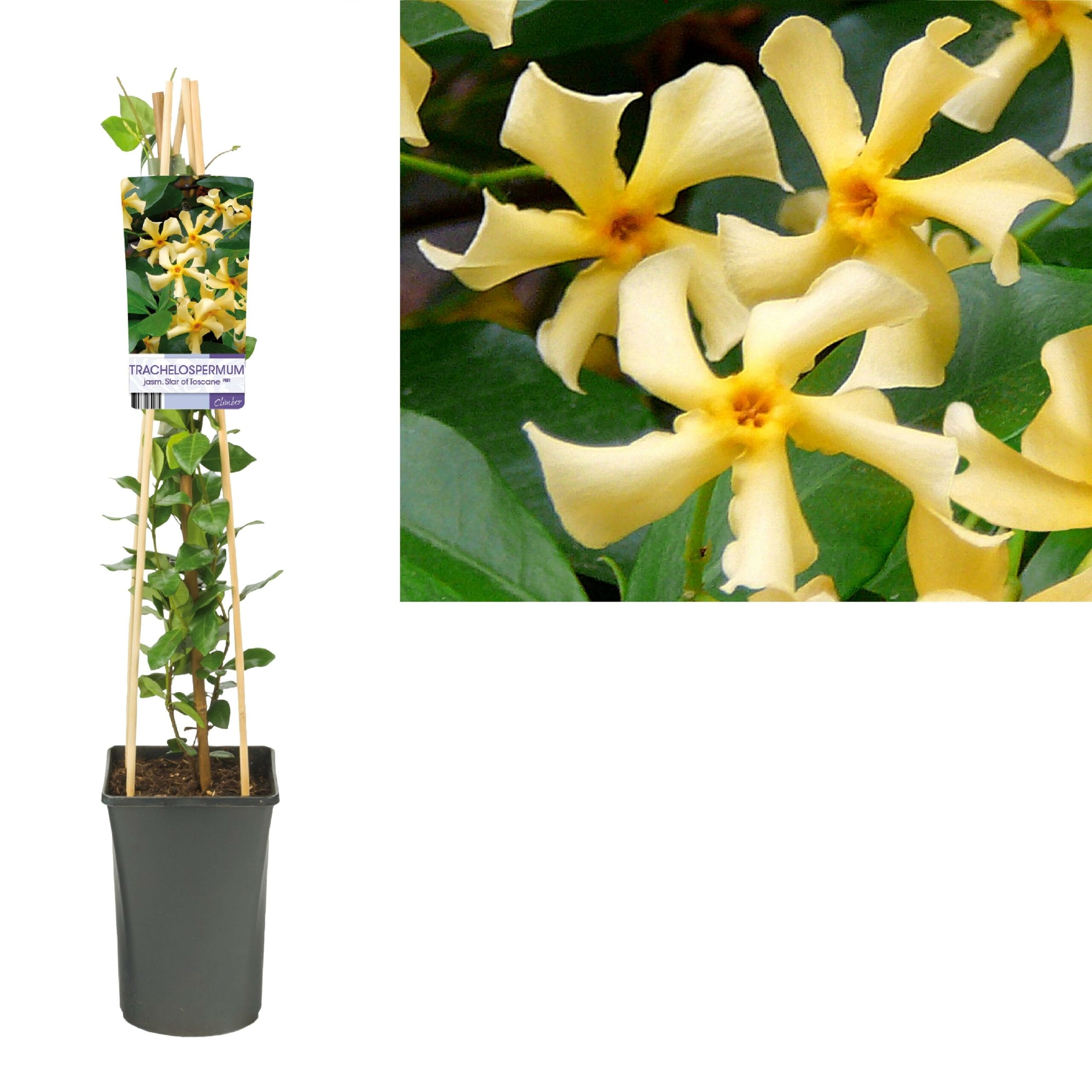 Trachelospermum Jasm. - Ø17Cm - ↕75Cm