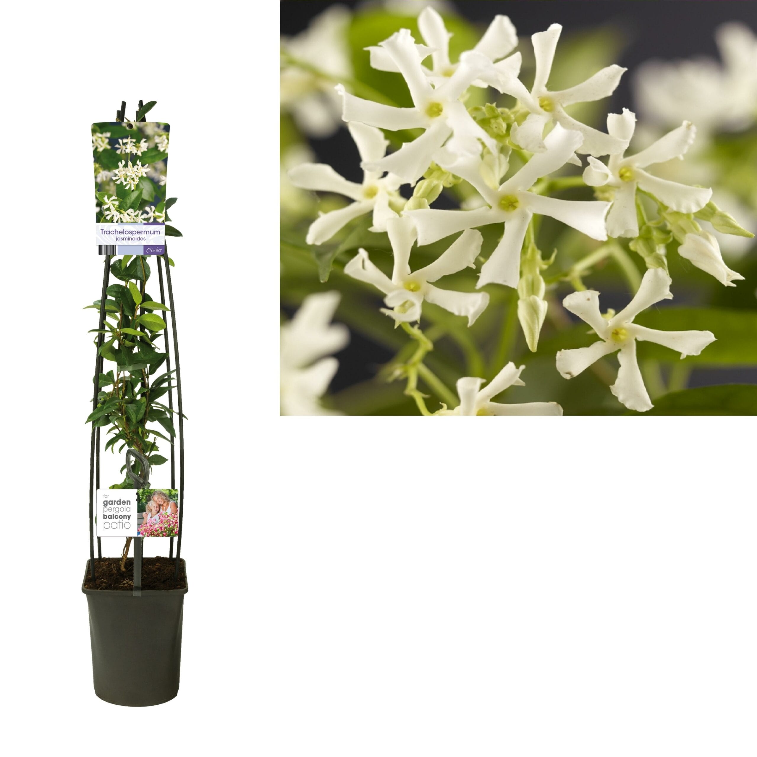 Trachelospermum Jasminoides - Ø23Cm - ↕115Cm