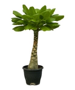 Birghamia Insignis - 30 Cm - Ø12Cm