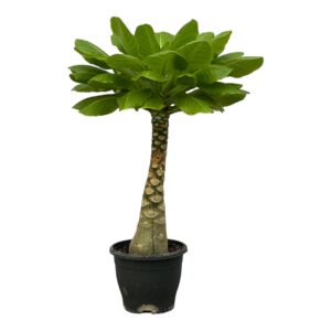 Brighamia Insignis – zeldzame vulkaanpalm voor binnen – ±30 cm