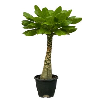 Brighamia Insignis – zeldzame vulkaanpalm voor binnen – ±30 cm