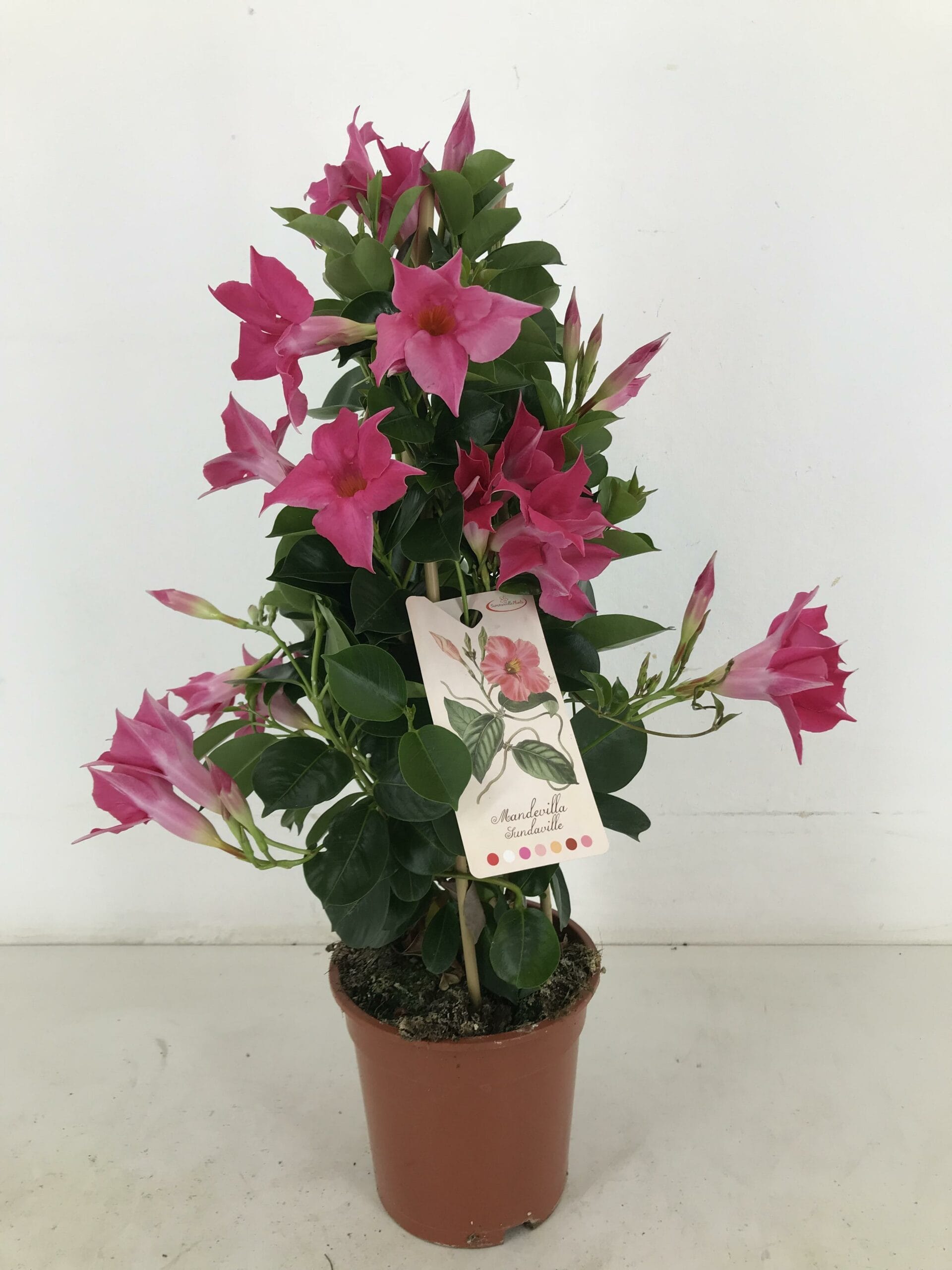 Sundaville Pink Pyramide - Ø17Cm - ↕60Cm