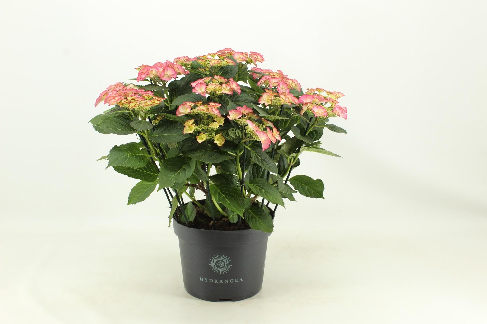 Hydrangea Tiffany (Hortensia) - Ø23Cm - ↕50Cm