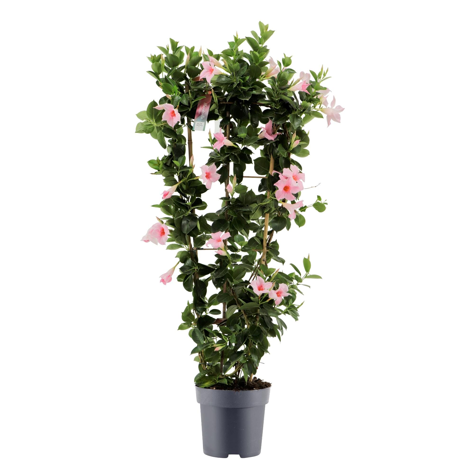 Dipladenia Sundaville Cream Pink Op Rek - Ø21Cm - ↕100Cm