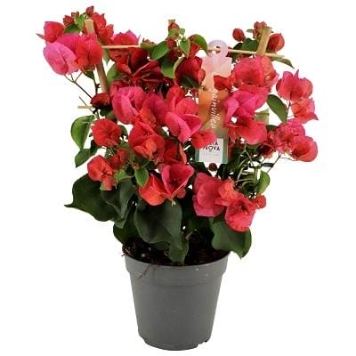 Bougainvillea Rood / Roze - Ø12Cm - ↕40Cm