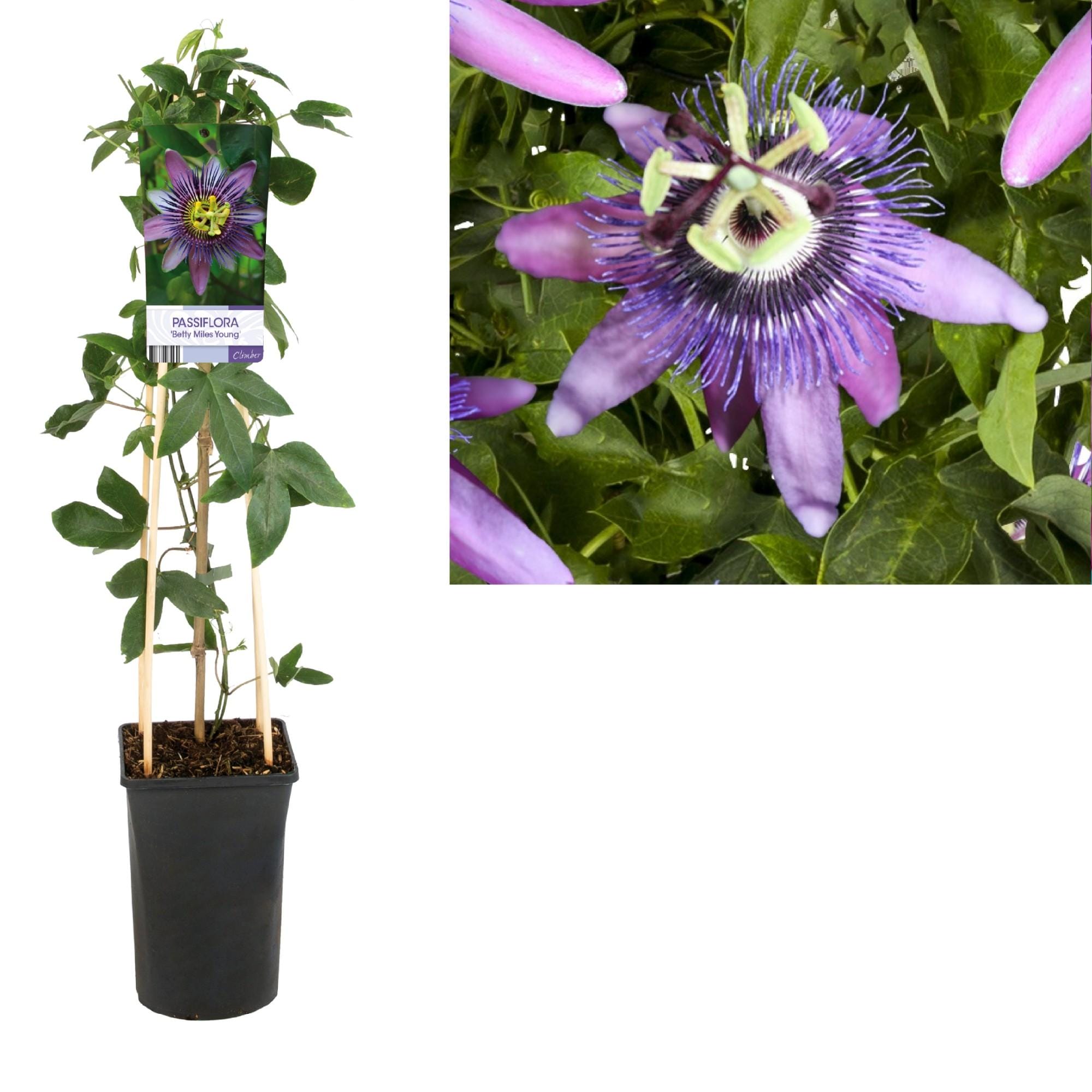 Passiebliem (Passiflora 'Betty Miles Young') - Ø17Cm - ↕75Cm