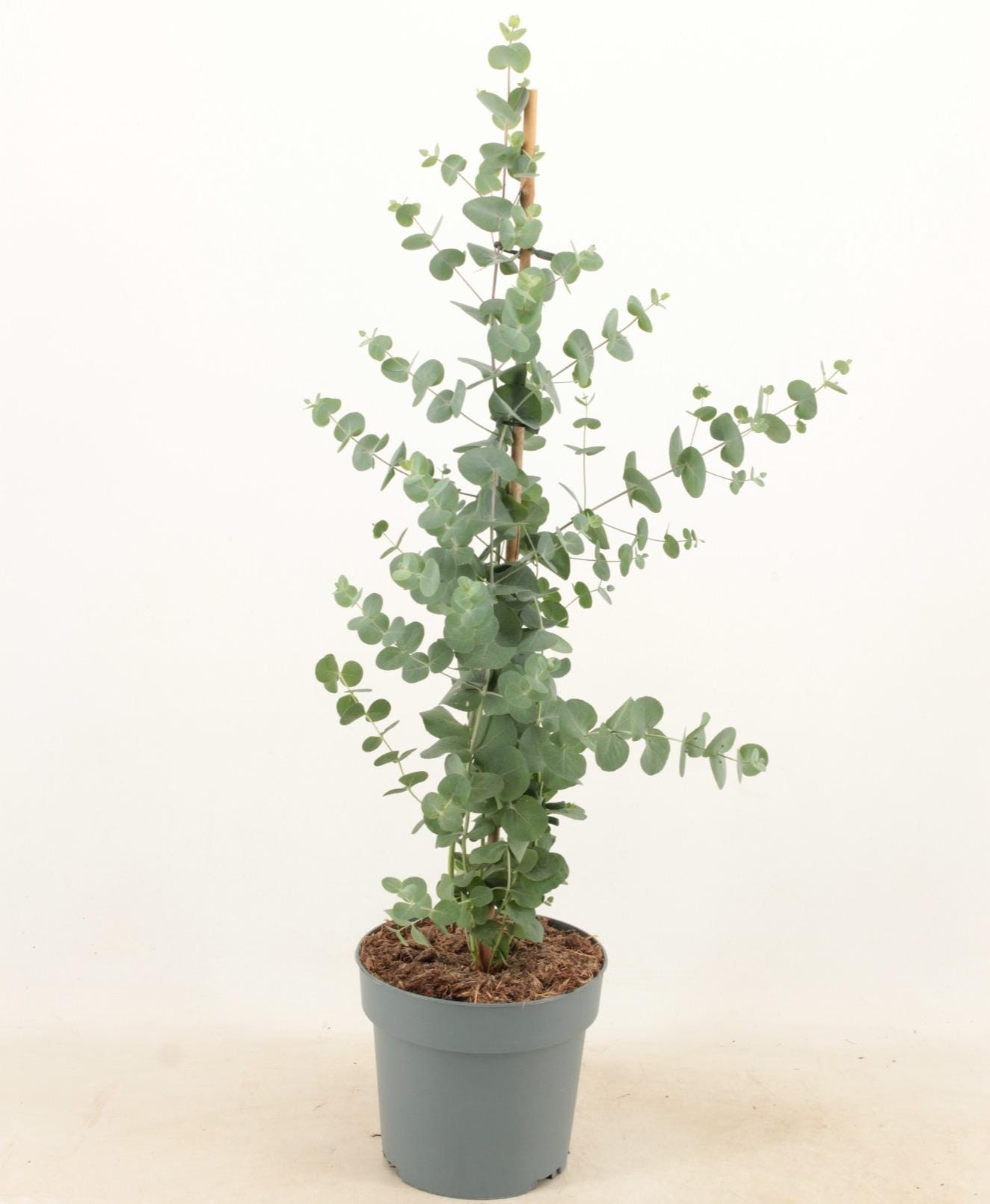 Eucalyptus Cinerea Silver Dollar 17Cm Piramide - Ø17Cm - ↕65Cm