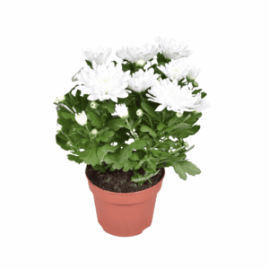 Chrysant Brave (Chrysanthemum 'Brave') – compacte tuinchrysant – ±12 cm