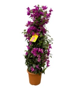 Bougainvillea Pyramide - 80 Cm - Ø17Cm
