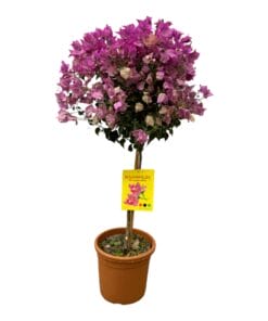 Bougainvillea Op Stam - 110 Cm - Ø21Cm