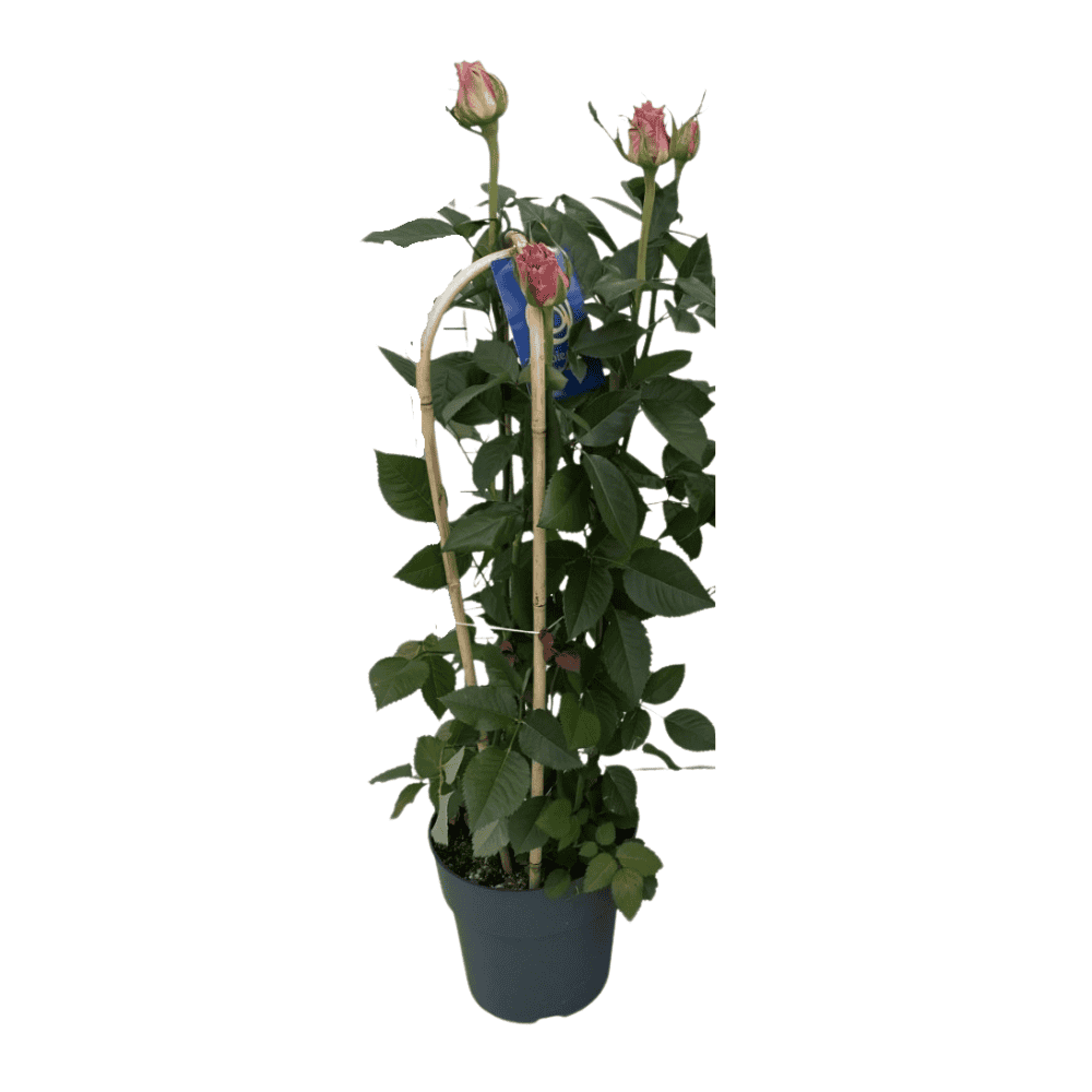 Klimroos (Rosa Elegance Skyla) - Ø21Cm - ↕75Cm