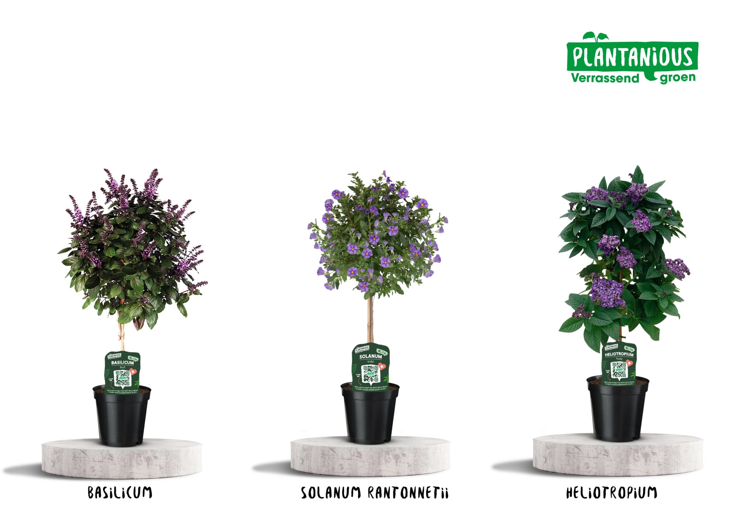 Kuipplanten. Blauw/Paars Mix - Ø19Cm - ↕75Cm