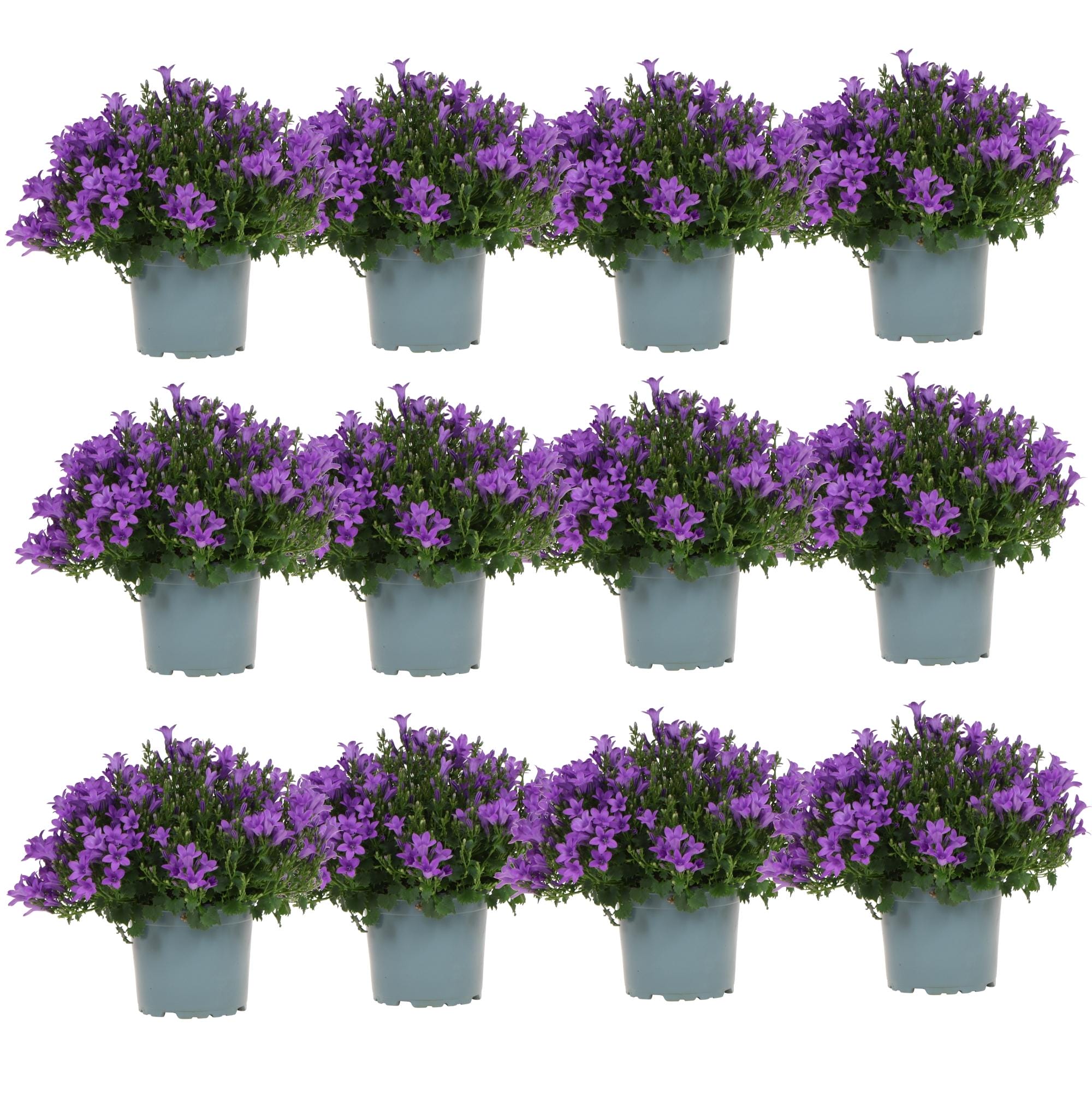 Campanula Addenda - Klokjesbloem Paars - 12 Stuks