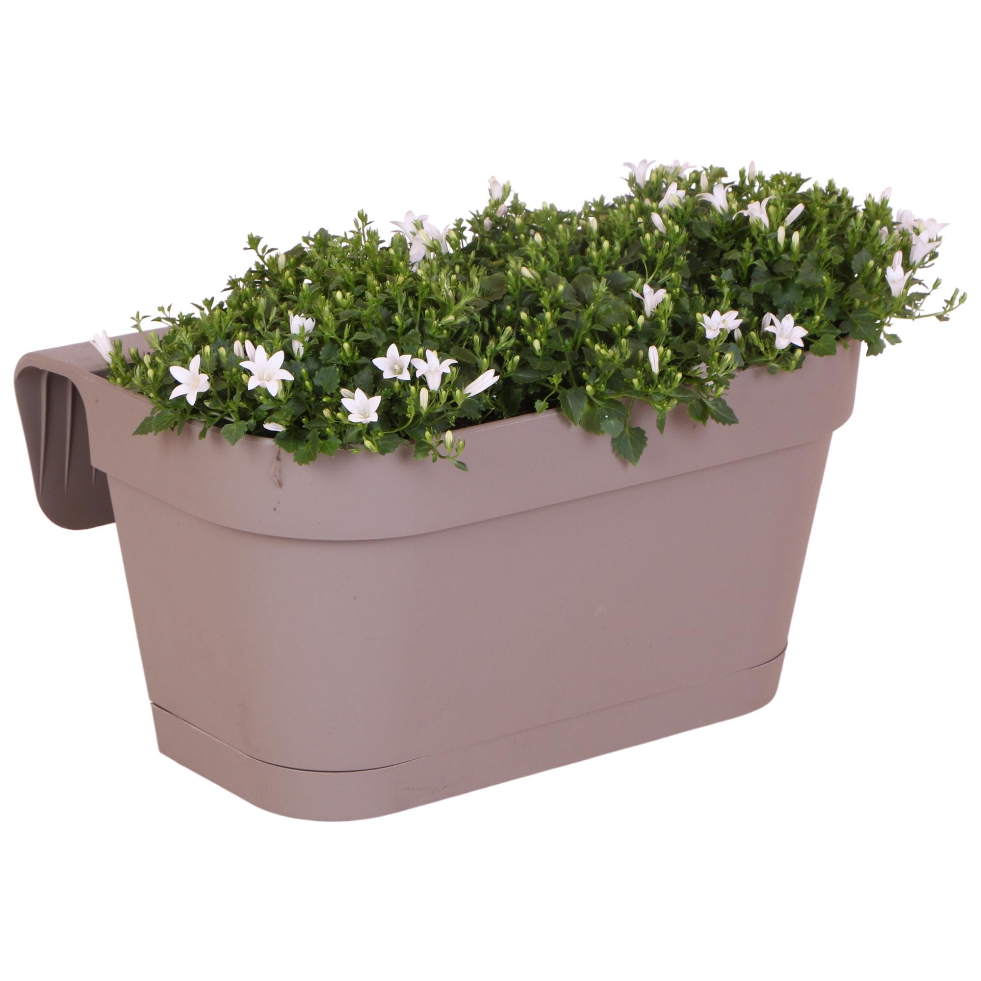 Campanula Addenda Ambella White - Balkonbak Taupe Met 3 Stuks Campanula