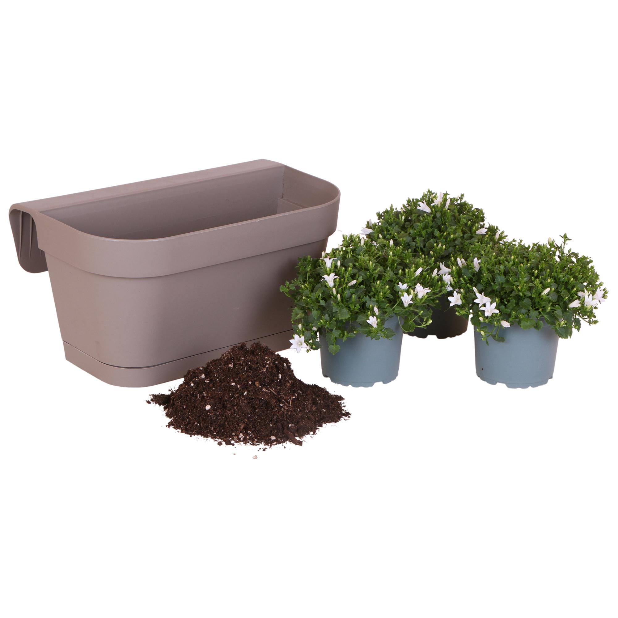 Campanula Addenda Ambella White - Balkonbak Taupe Met 3 Stuks Campanula - Afbeelding 2