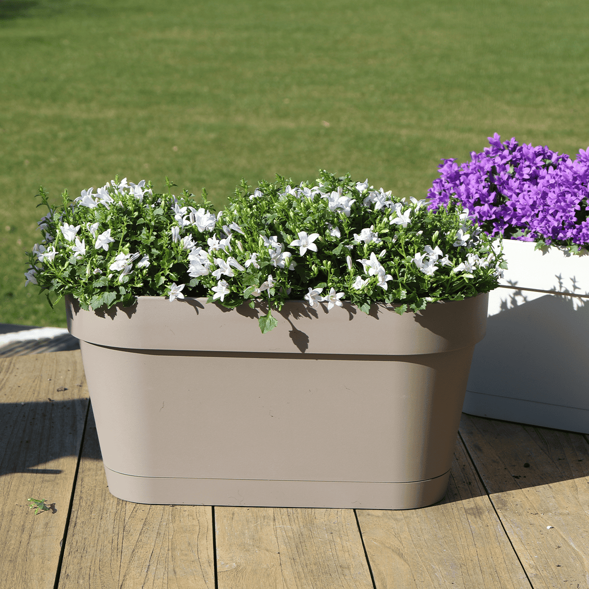 Campanula Addenda Ambella White - Balkonbak Taupe Met 3 Stuks Campanula - Afbeelding 6