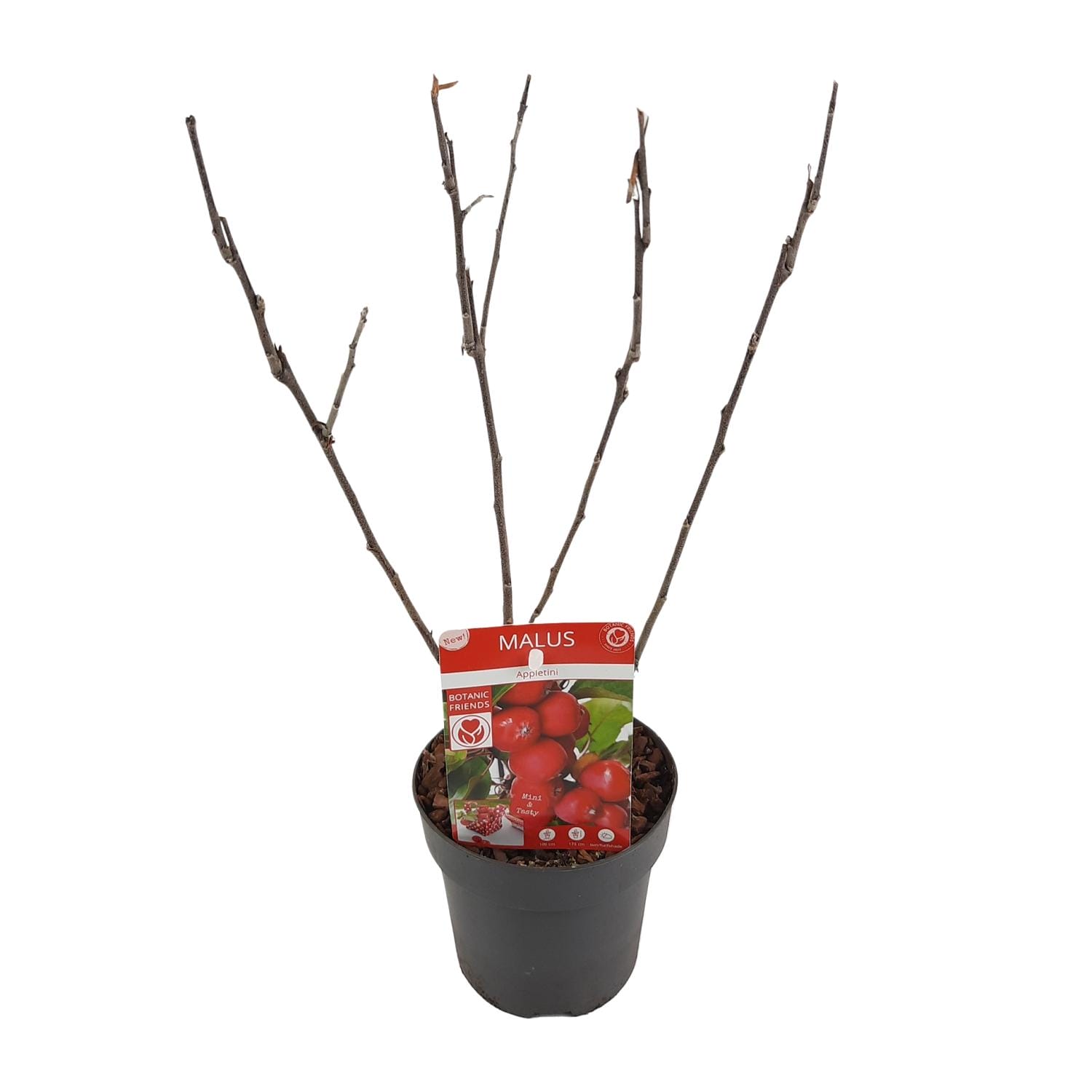 Appel (Malus 'Appletini') - ↨10Cm - Ø13Cm