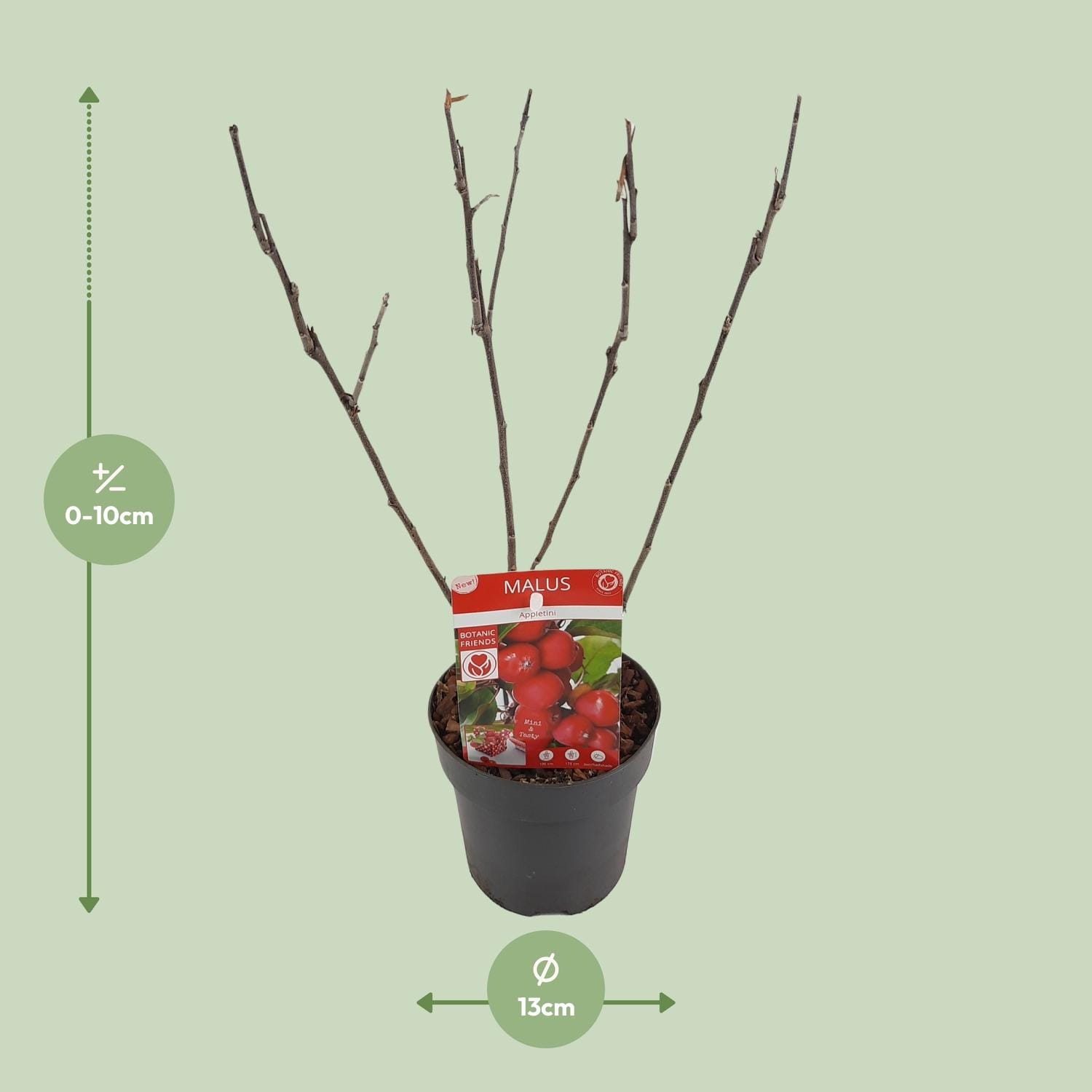 Appel (Malus 'Appletini') - ↨10Cm - Ø13Cm - Afbeelding 2